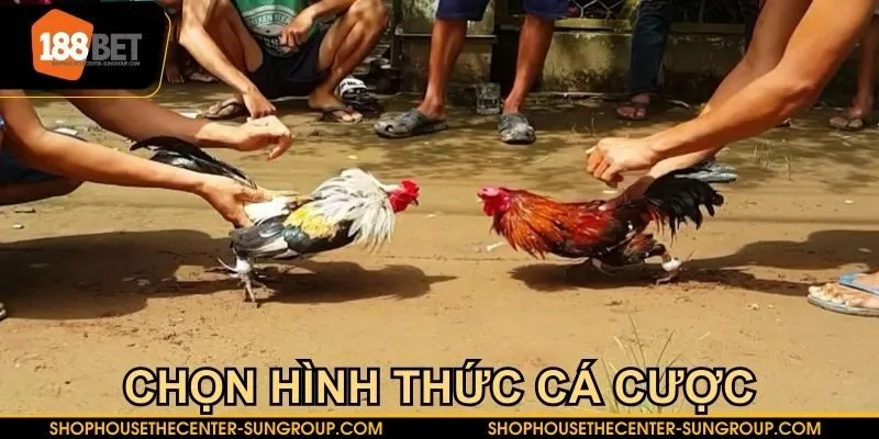 Lựa chọn cửa cược phù hợp để nhận thưởng từ Đá gà