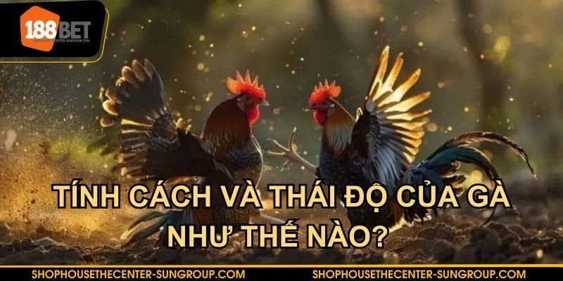 Tính cách lẫn thái độ của gà cũng có thể cho người chơi biết liệu chúng có sợ hãi trước đối thủ không